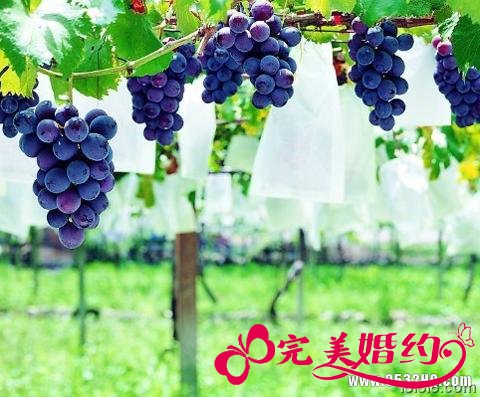 波尔多